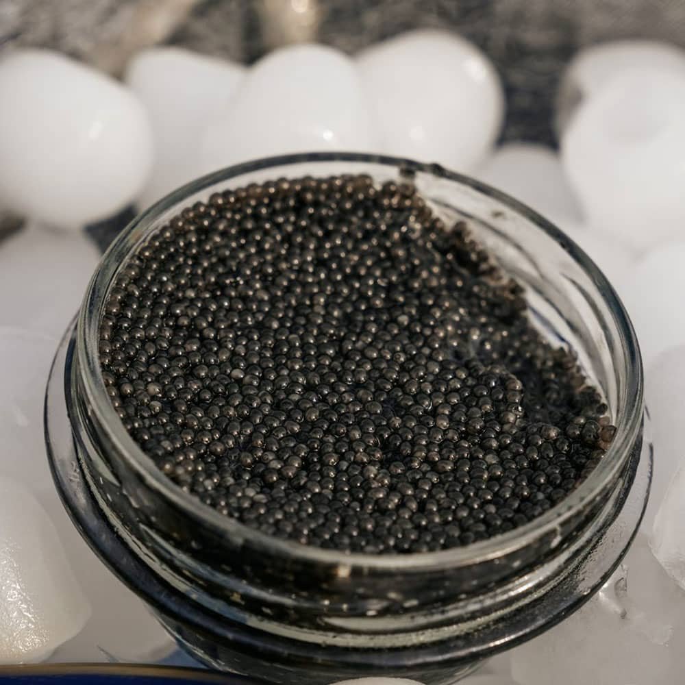 BEARI KINGCAVIAR